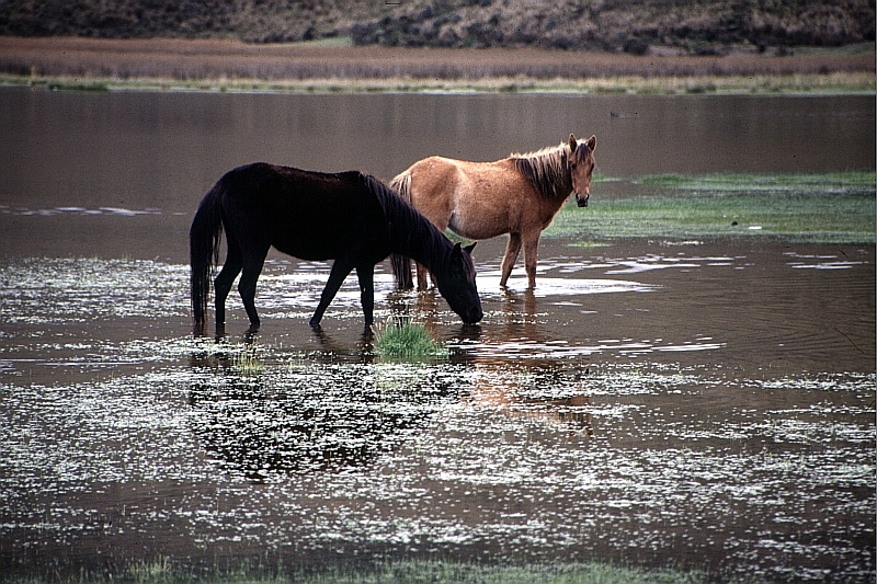 Wildpferde Cotopaxi NP 1